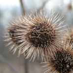 DISTEL#1