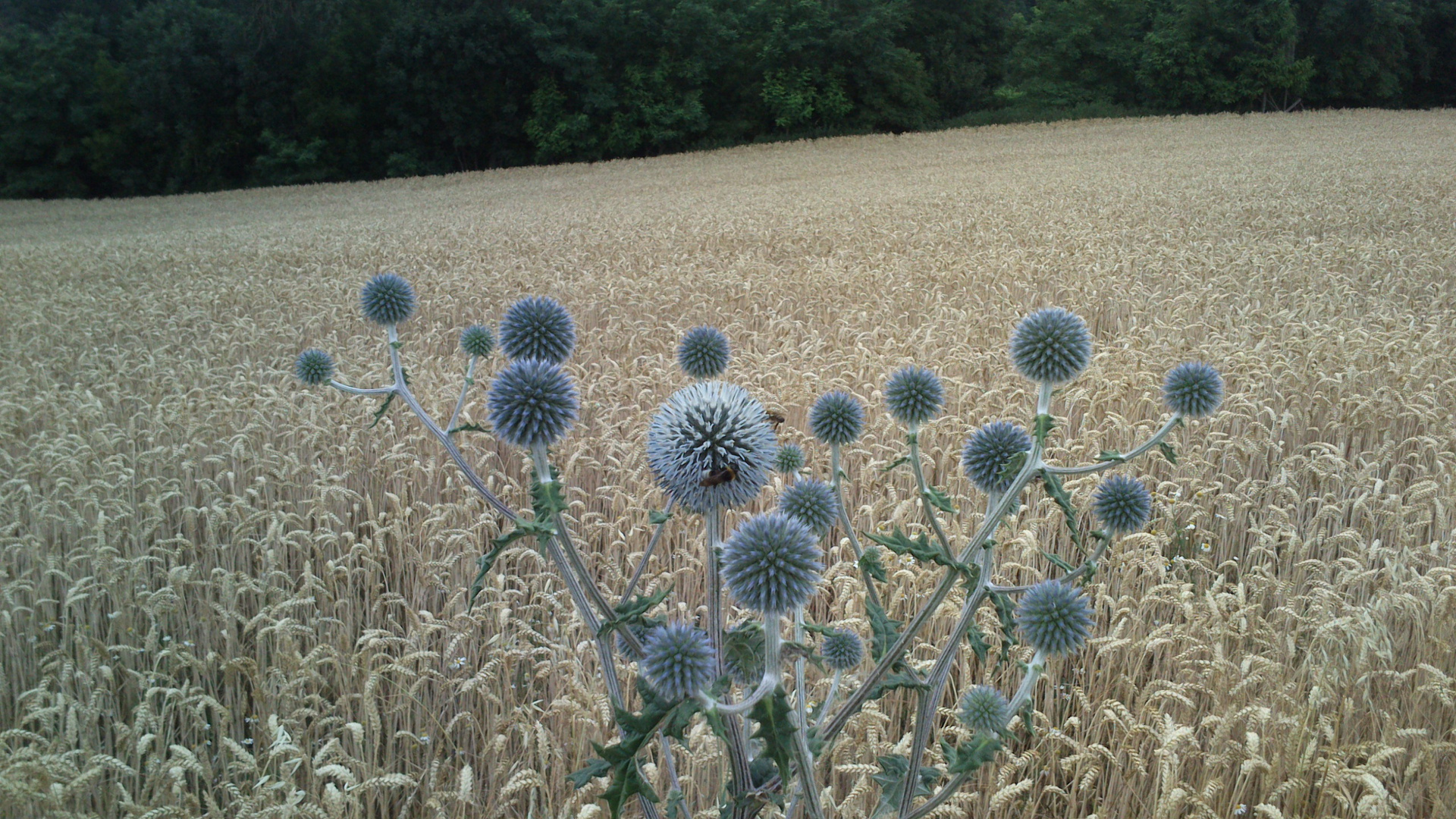 Distel1