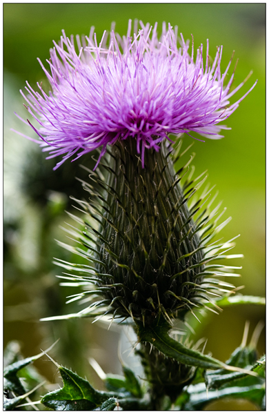 Distel2