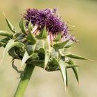 Distel_2