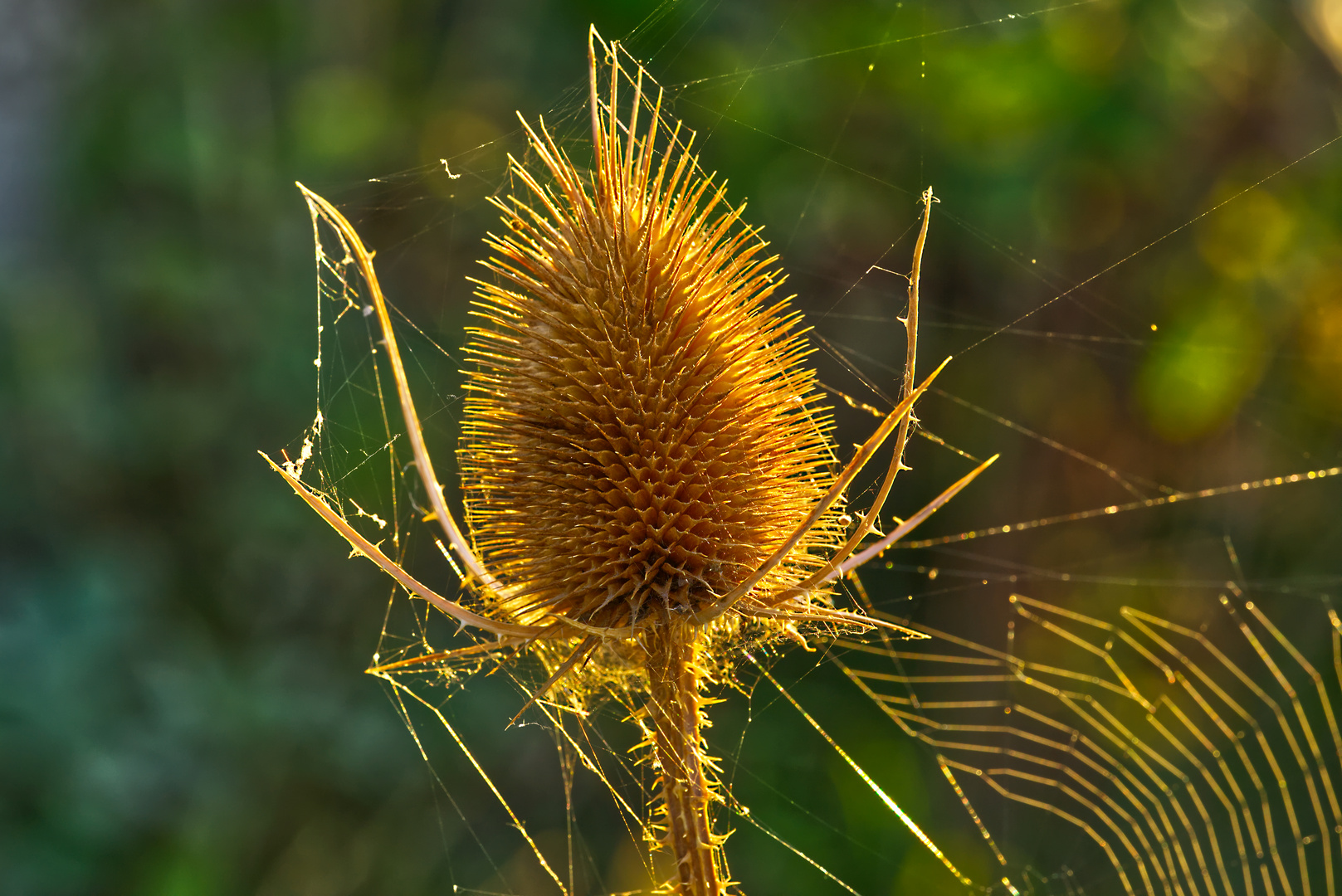 Distel2