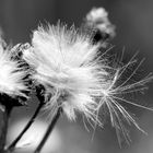 Distel_2