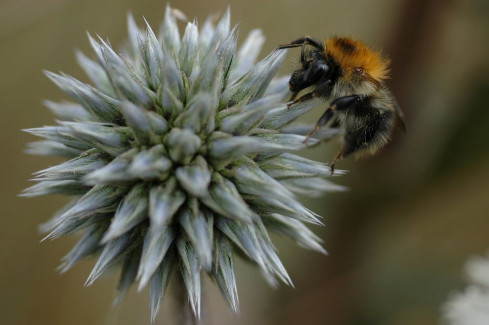 Distel&Biene