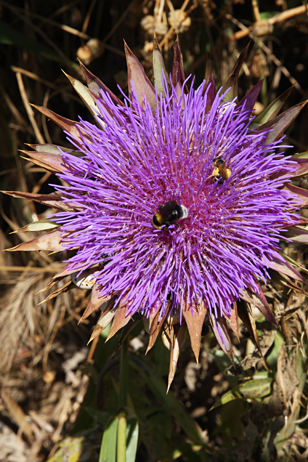 Distelbiene oder Bienendistel ???