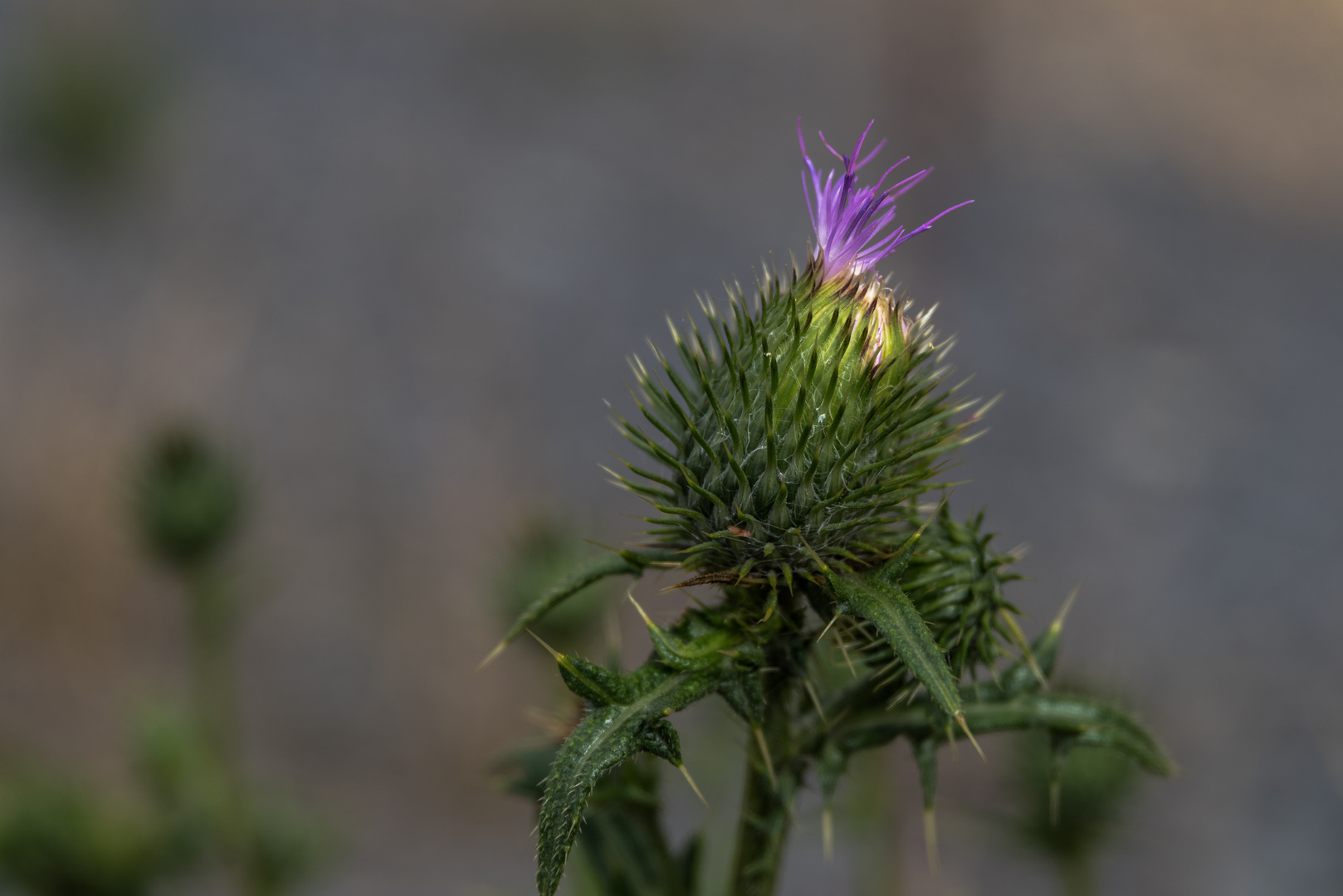 Distelblüte