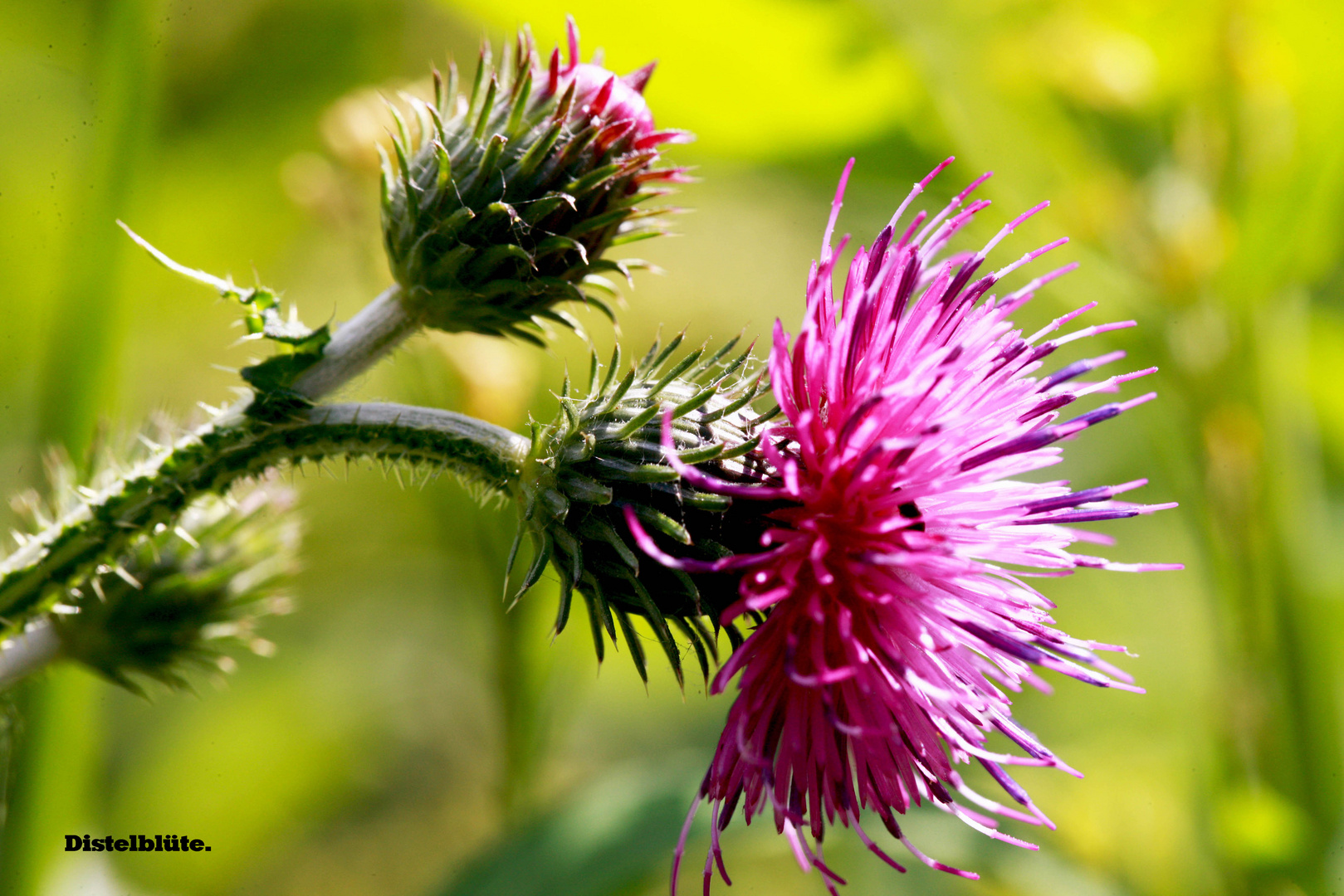 Distelblüte.