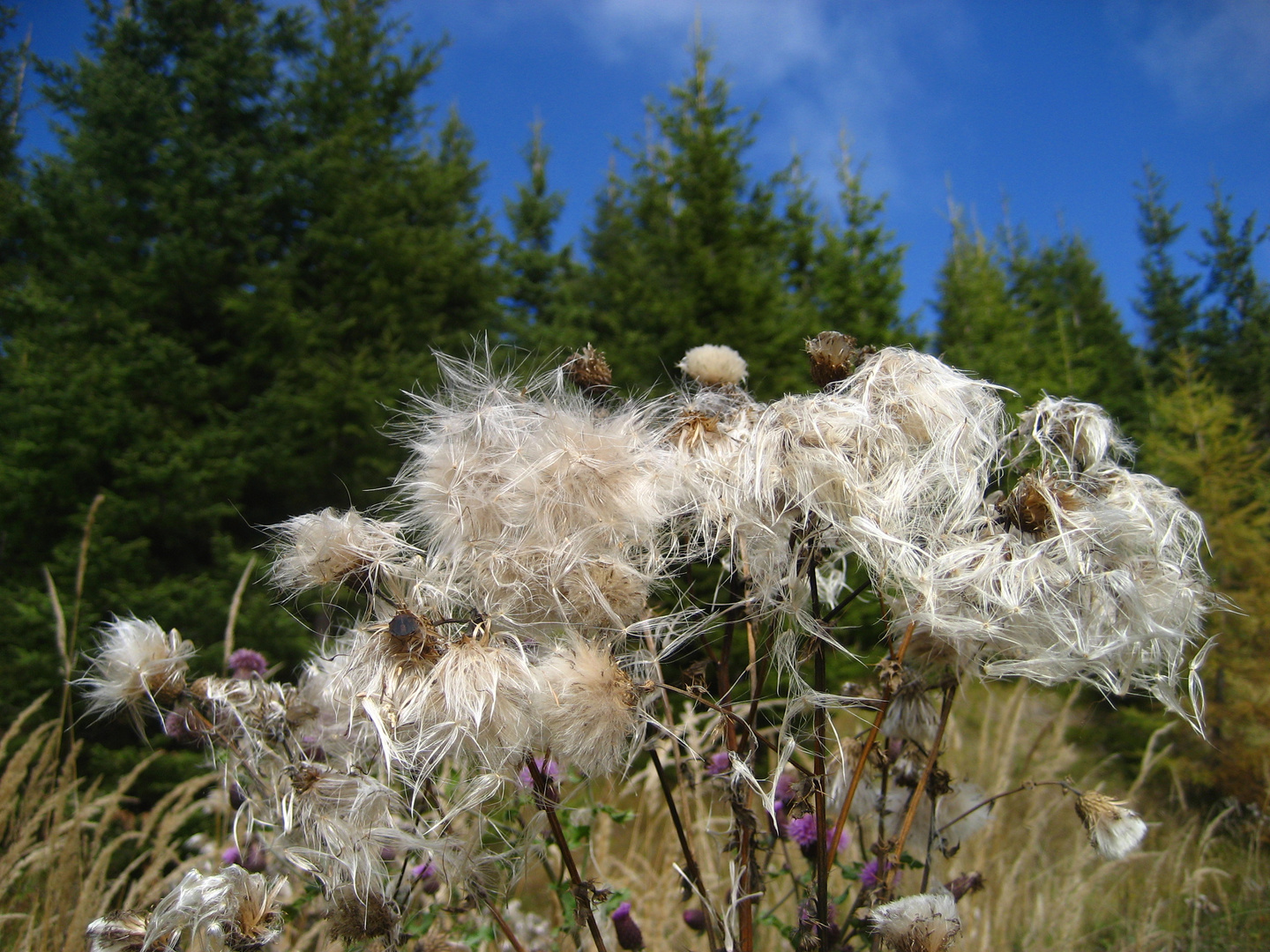 Distelblüte