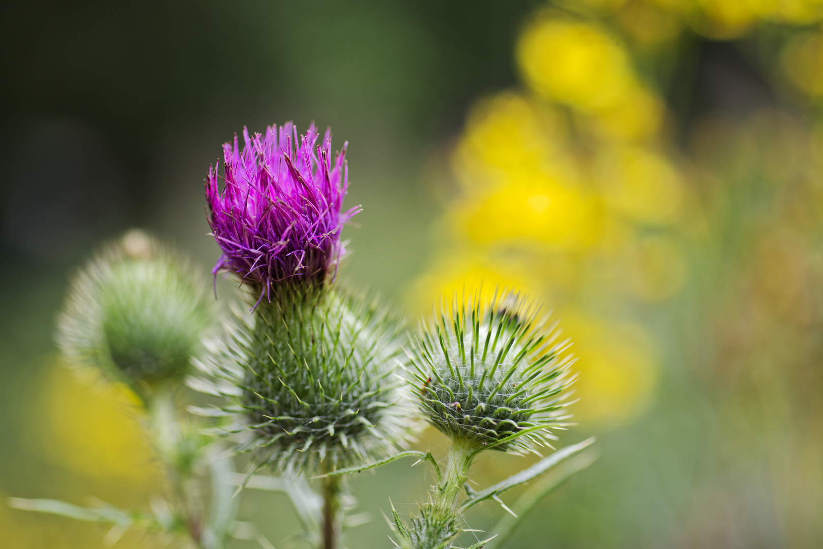 Distelblüte