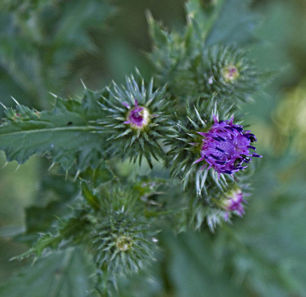 Distelblüte