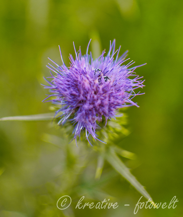 Distelblüte