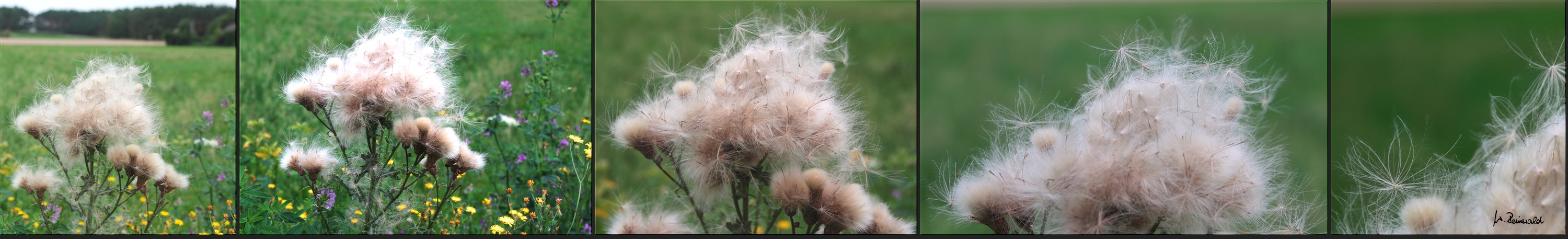 ~ Distelblüte ~