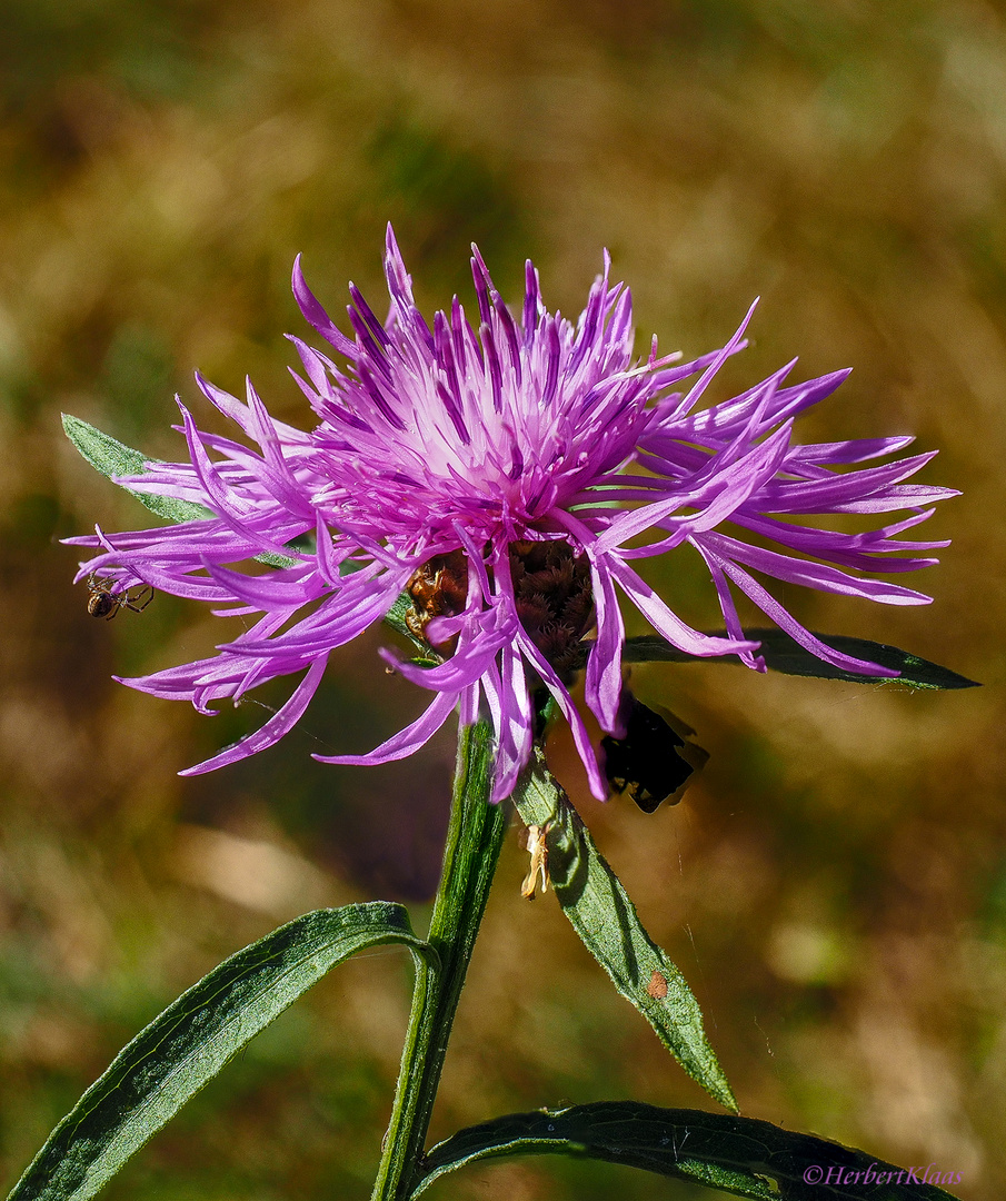 Distelblüte