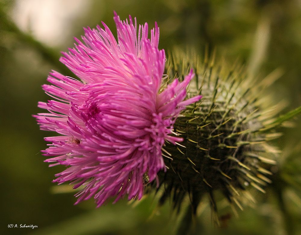 Distelblüte