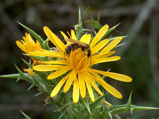 Distelblüte