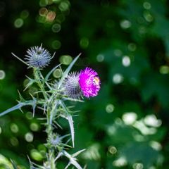 Distelblüte ...