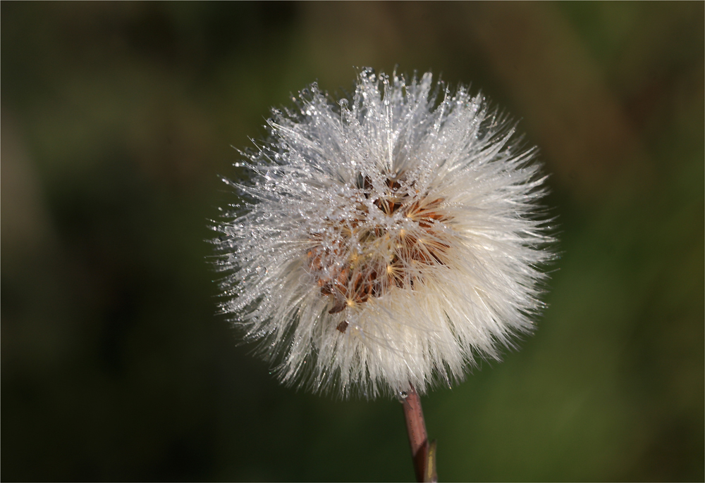 Distelblüte