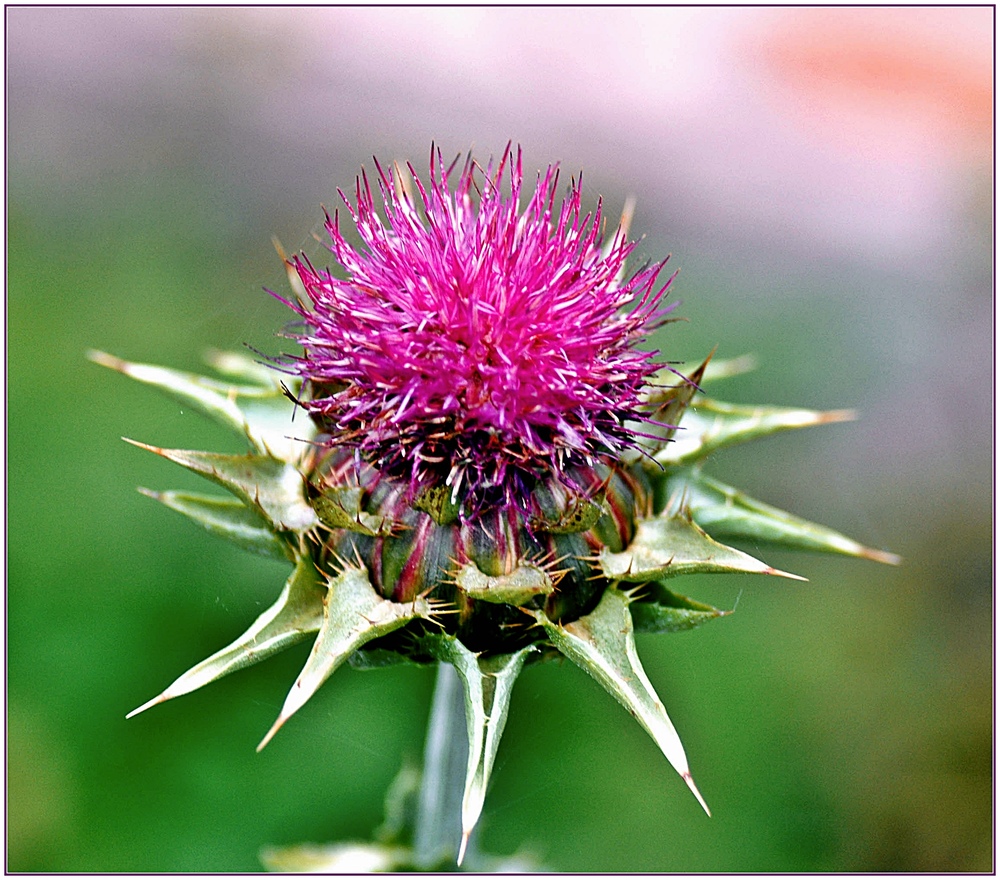 ~ Distelblüte ~