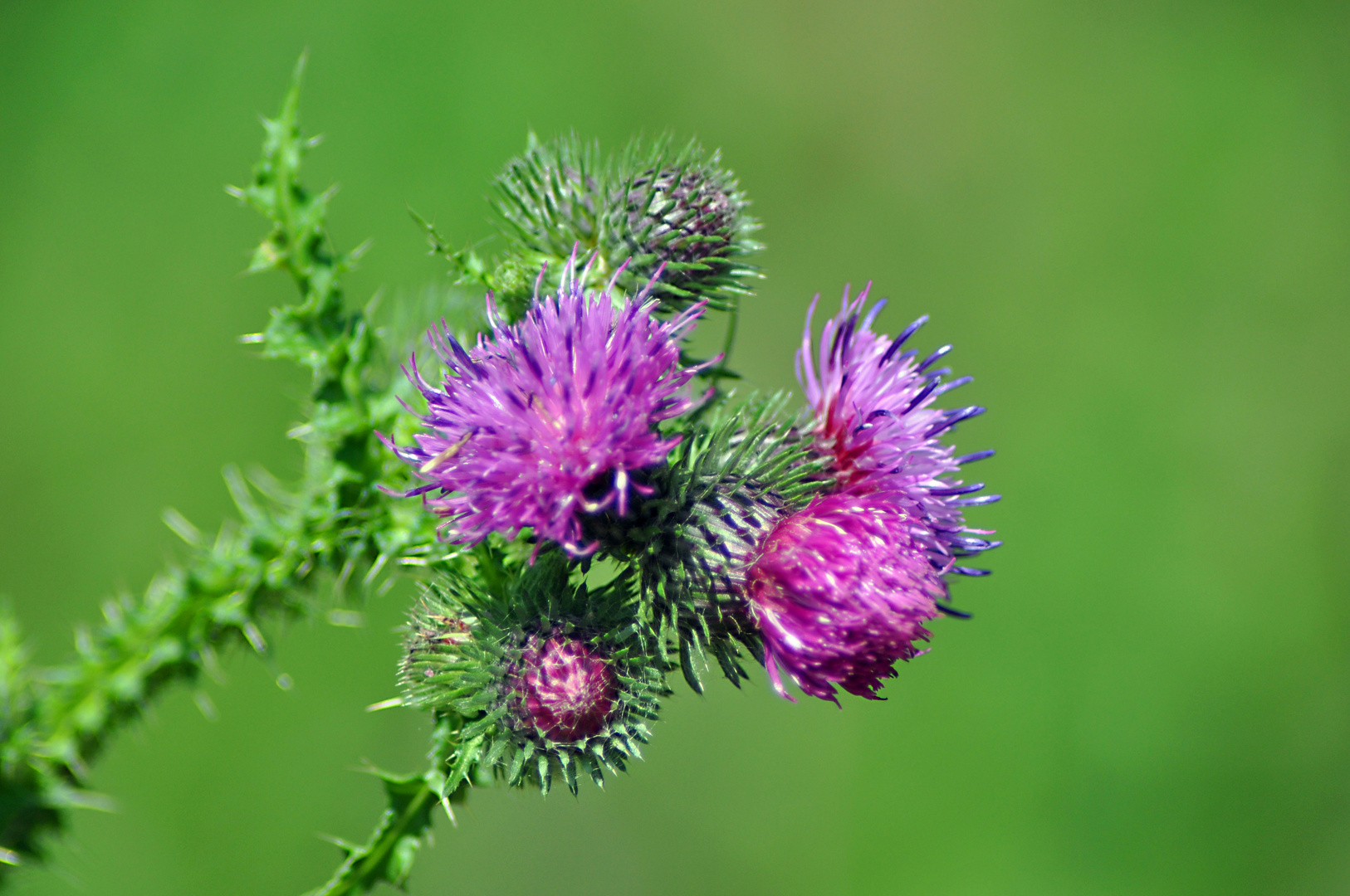 Distelblüte