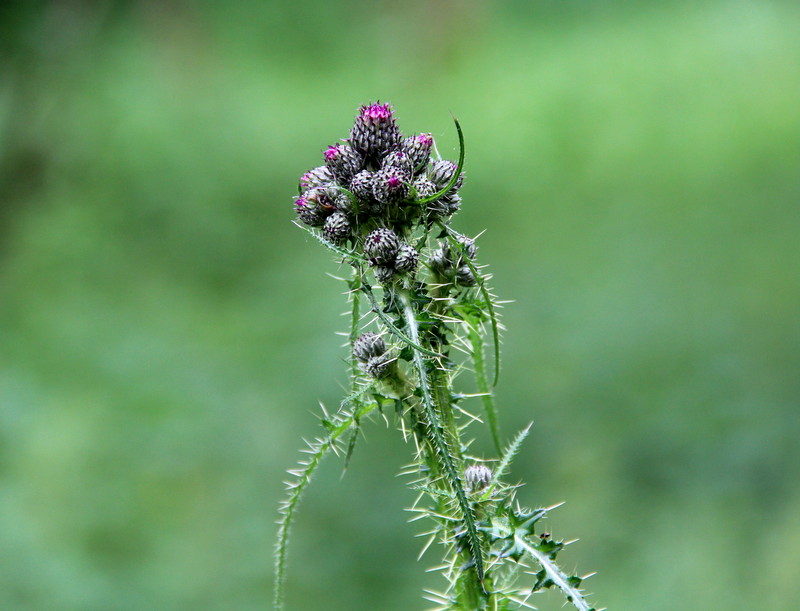 Distelblüte