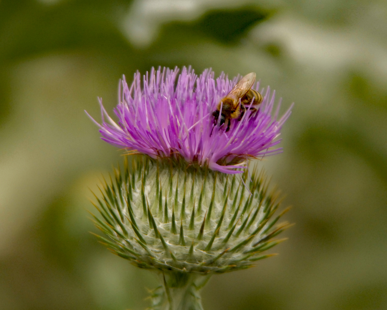 Distelblüte am Wegesrand mit Biene