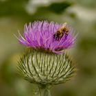 Distelblüte am Wegesrand mit Biene