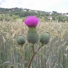 Distelblüte aus einem Jahr in dem es noch Sommer gab