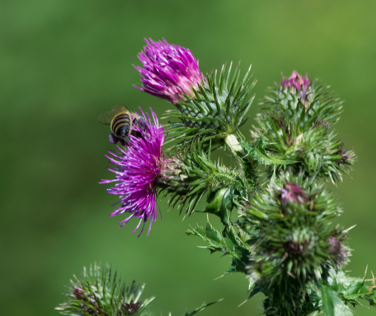 Distelblüte