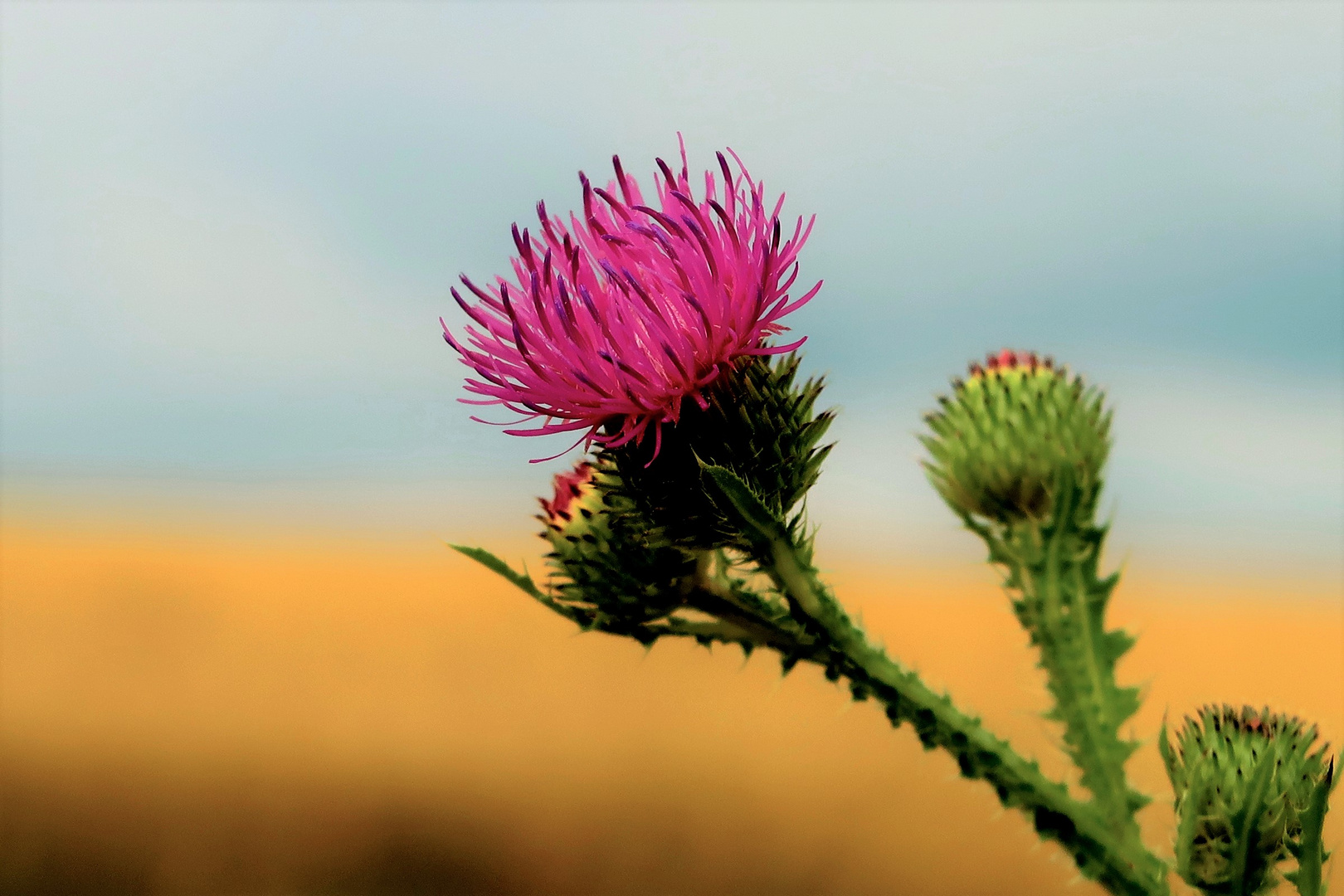 Distelblüte