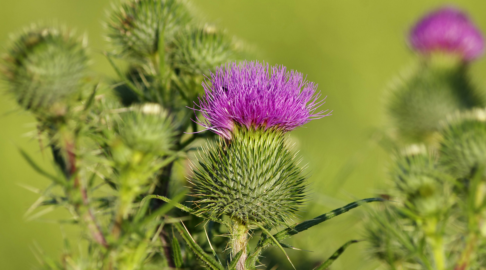 Distelblüte..