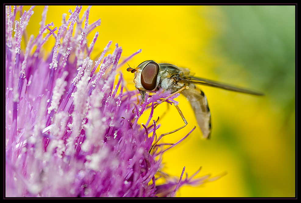 Distelblüte