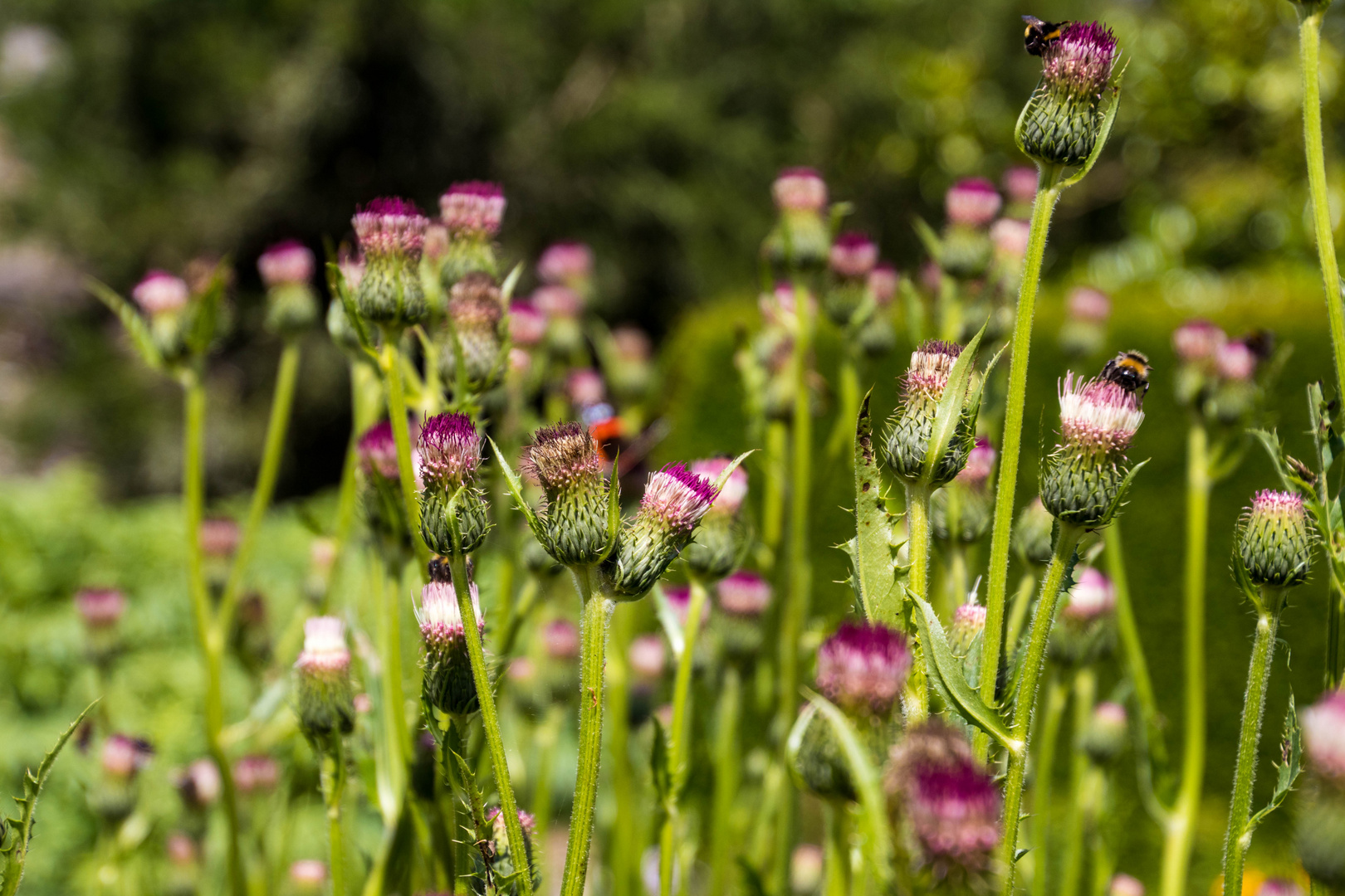 Distelblüte