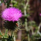 Distelblüte im Darßwald