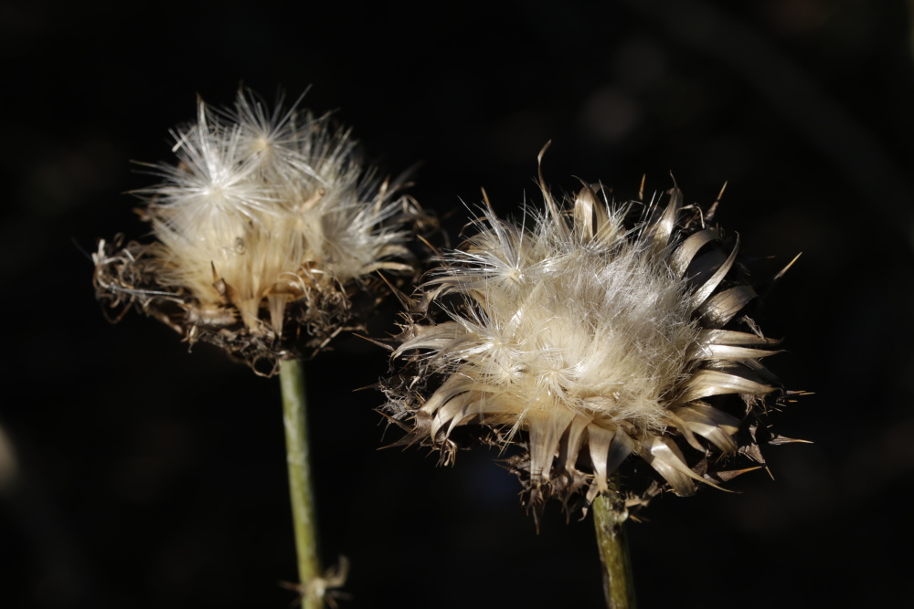 Distelblüte im Herbst