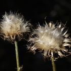 Distelblüte im Herbst