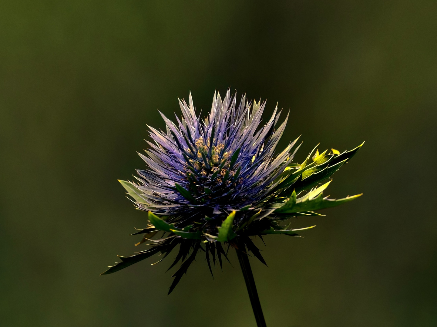 Distelblüte im Sonnenschein