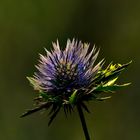 Distelblüte im Sonnenschein