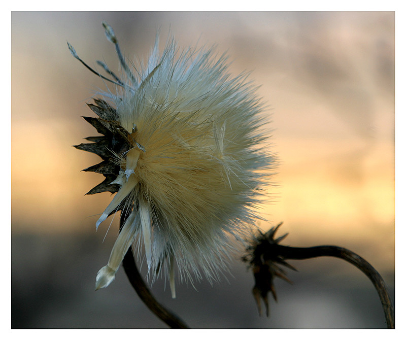 Distelblüte in Spanien