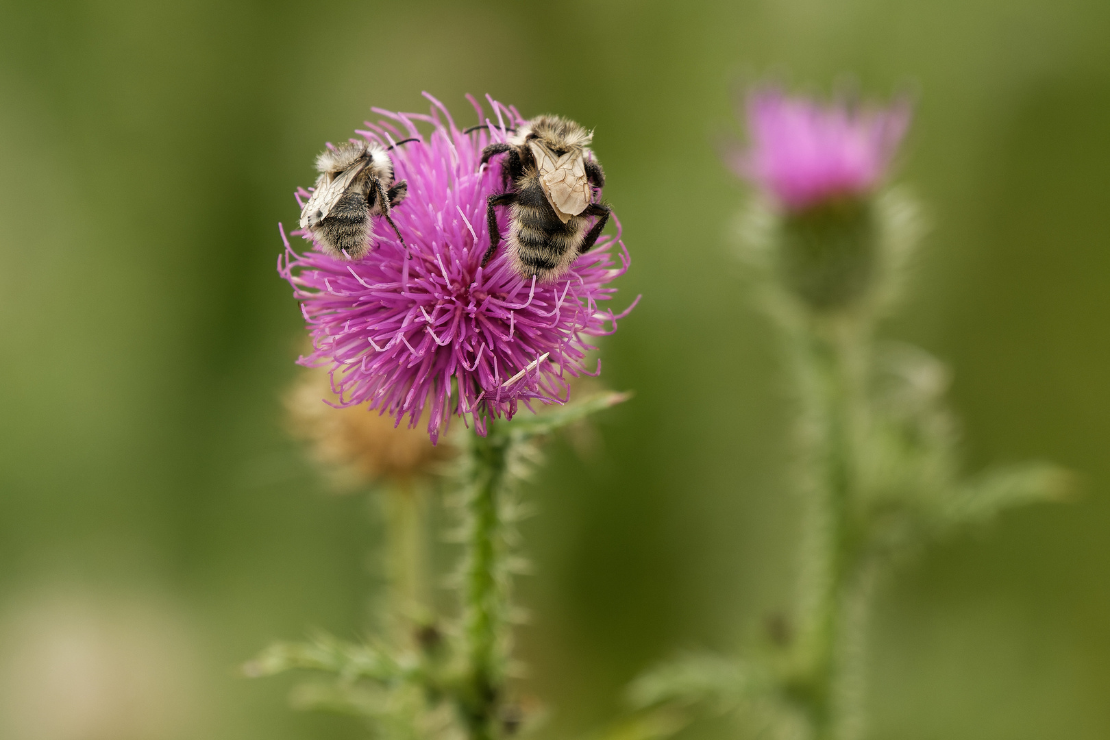 Distelblüte mit Besucher