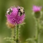 Distelblüte mit Besucher