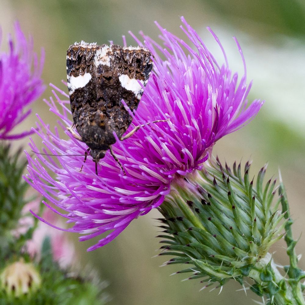 Distelblüte mit Besucher