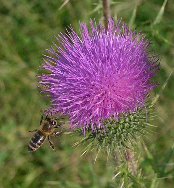 Distelblüte mit einer Biene die sich am Nektar laben möchte