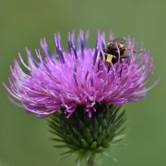 Distelblüte mit Fliege (??)