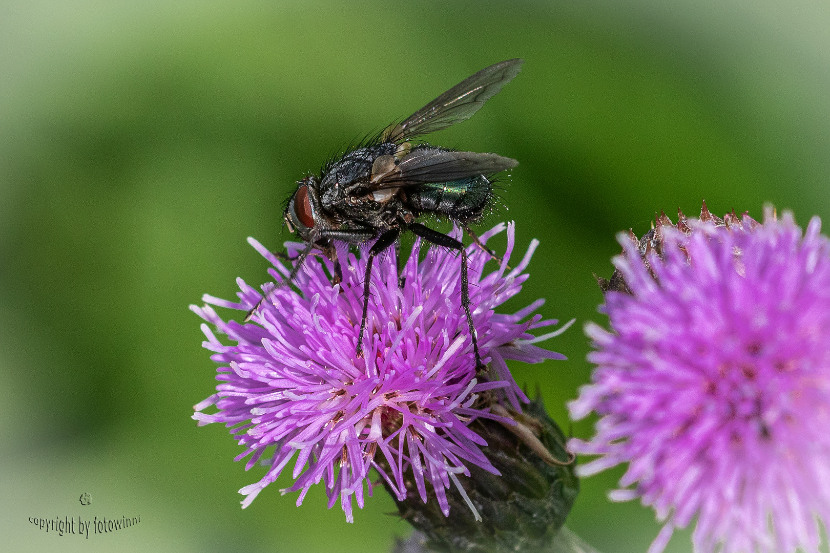 Distelblüte mit Fliege