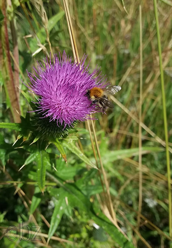 Distelblüte mit Humme