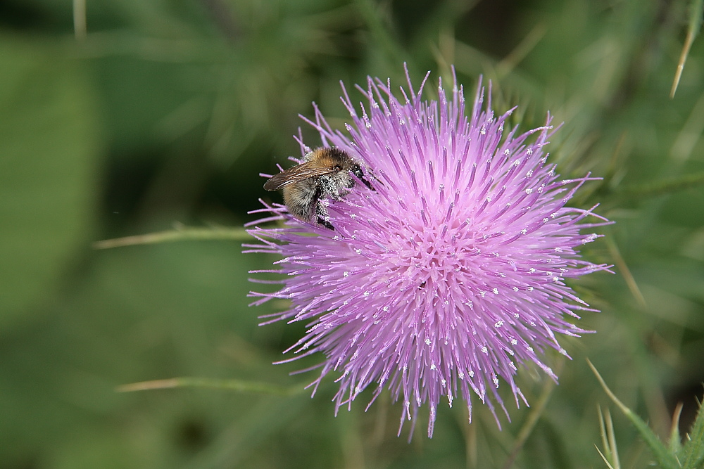 Distelblüte mit Hummell