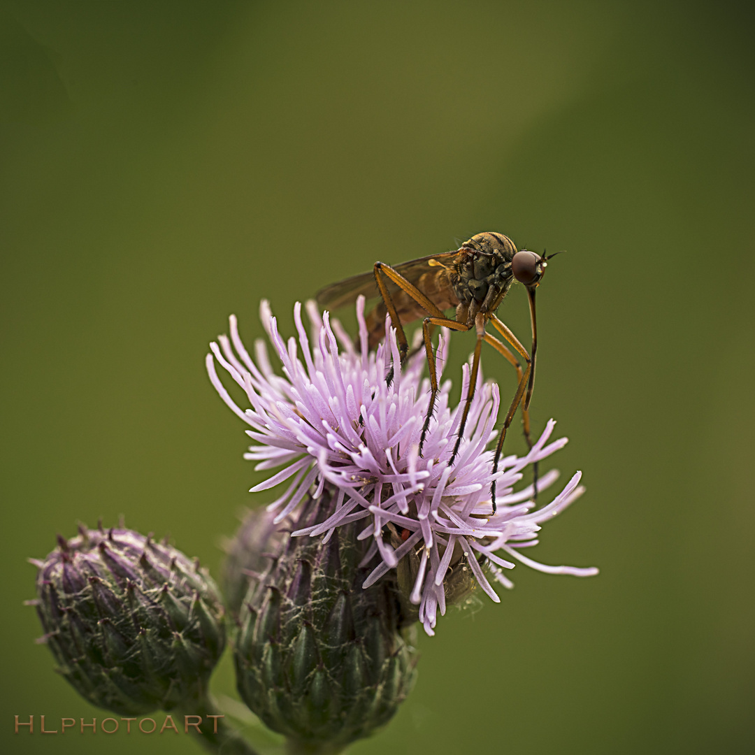 Distelblüte mit Insekt 24.06.2018