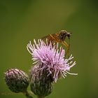 Distelblüte mit Insekt 24.06.2018