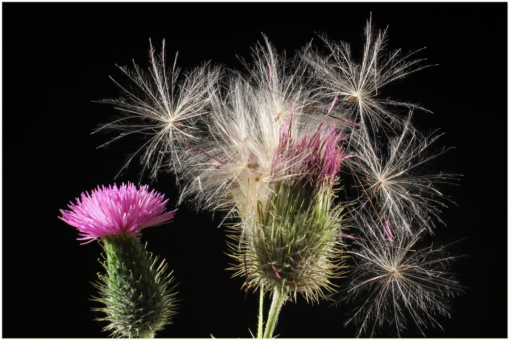 Distelblüte mit Samen im Dunkelfeld