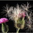 Distelblüte mit Samen im Dunkelfeld