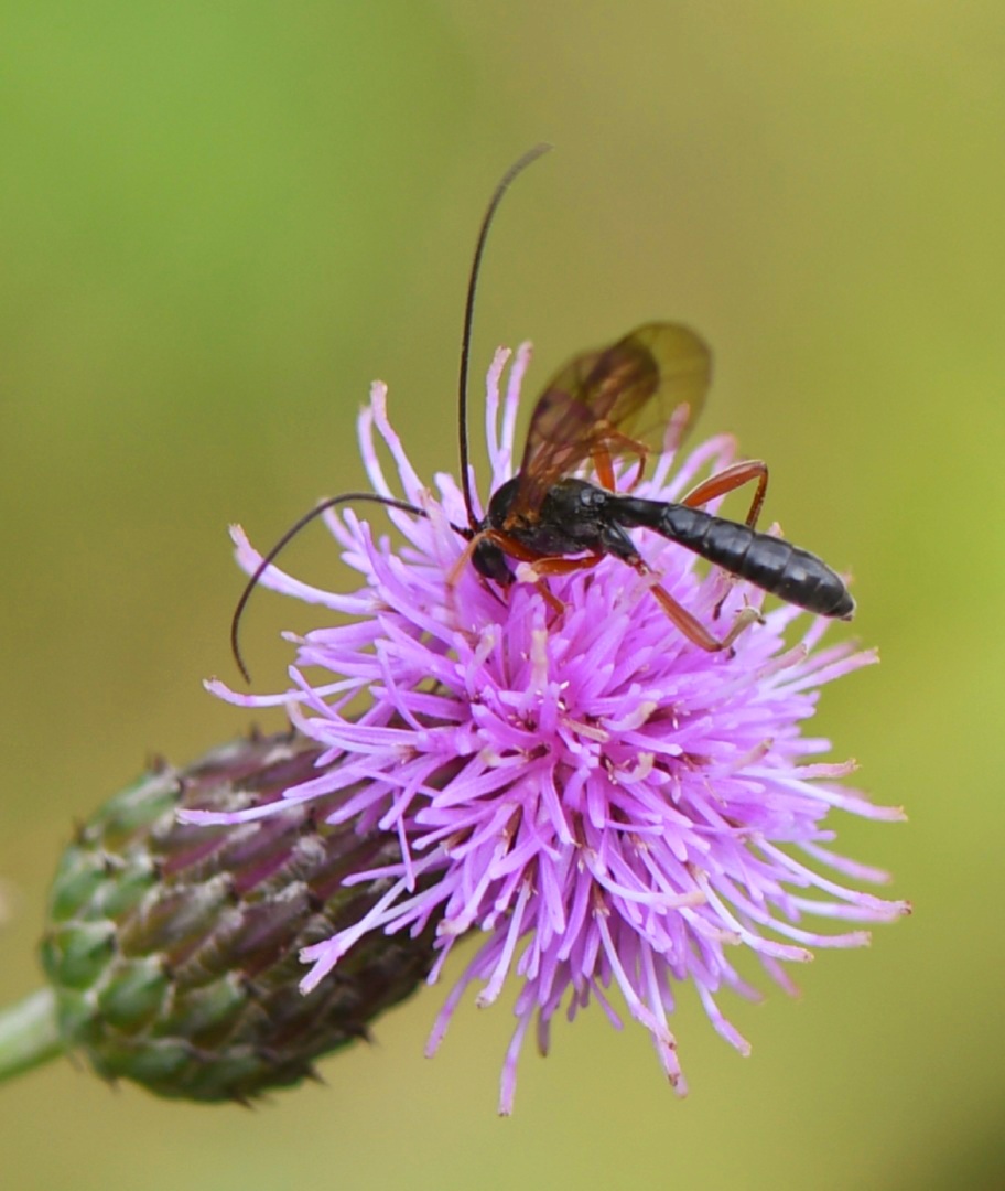 Distelblüte mit Schlupfwespe